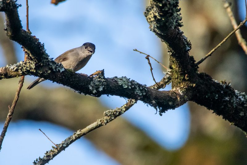 Fauvette à tête noire mâle chantant